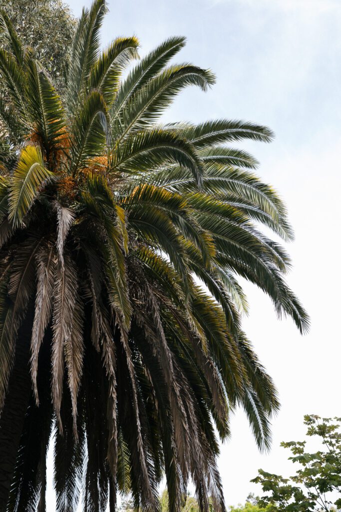 Elegant palm tree details at Cline Cellars, Sonoma wedding venue.